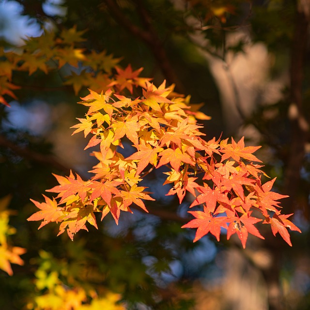 Free Maple Leaves photo and picture