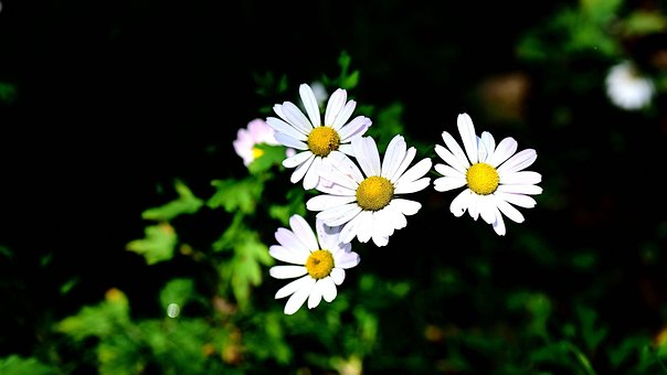 Natur, 흰색, 꽃들, Gujeolcho, 가을