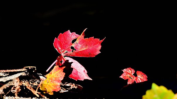 자연, 가을, Blade, Rød