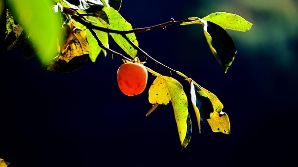 자연, Træ, Frugt, Persimmon