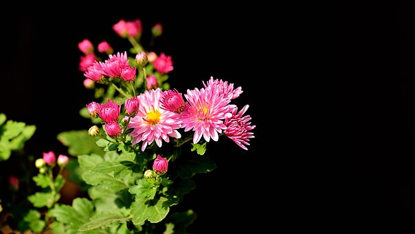 자연, Blomster, Planter, Lyserød