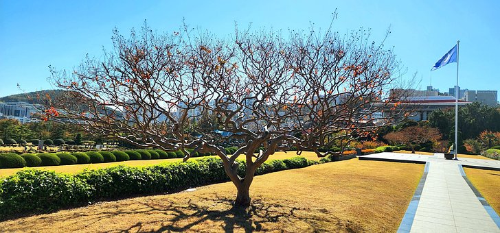 Árbol, Paisaje, Naturaleza, Cielo
