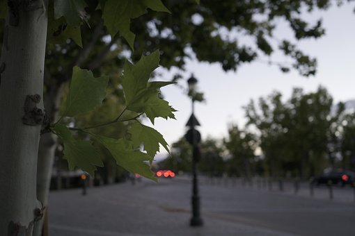 Natural, Árboles, Estado Animico, Calle