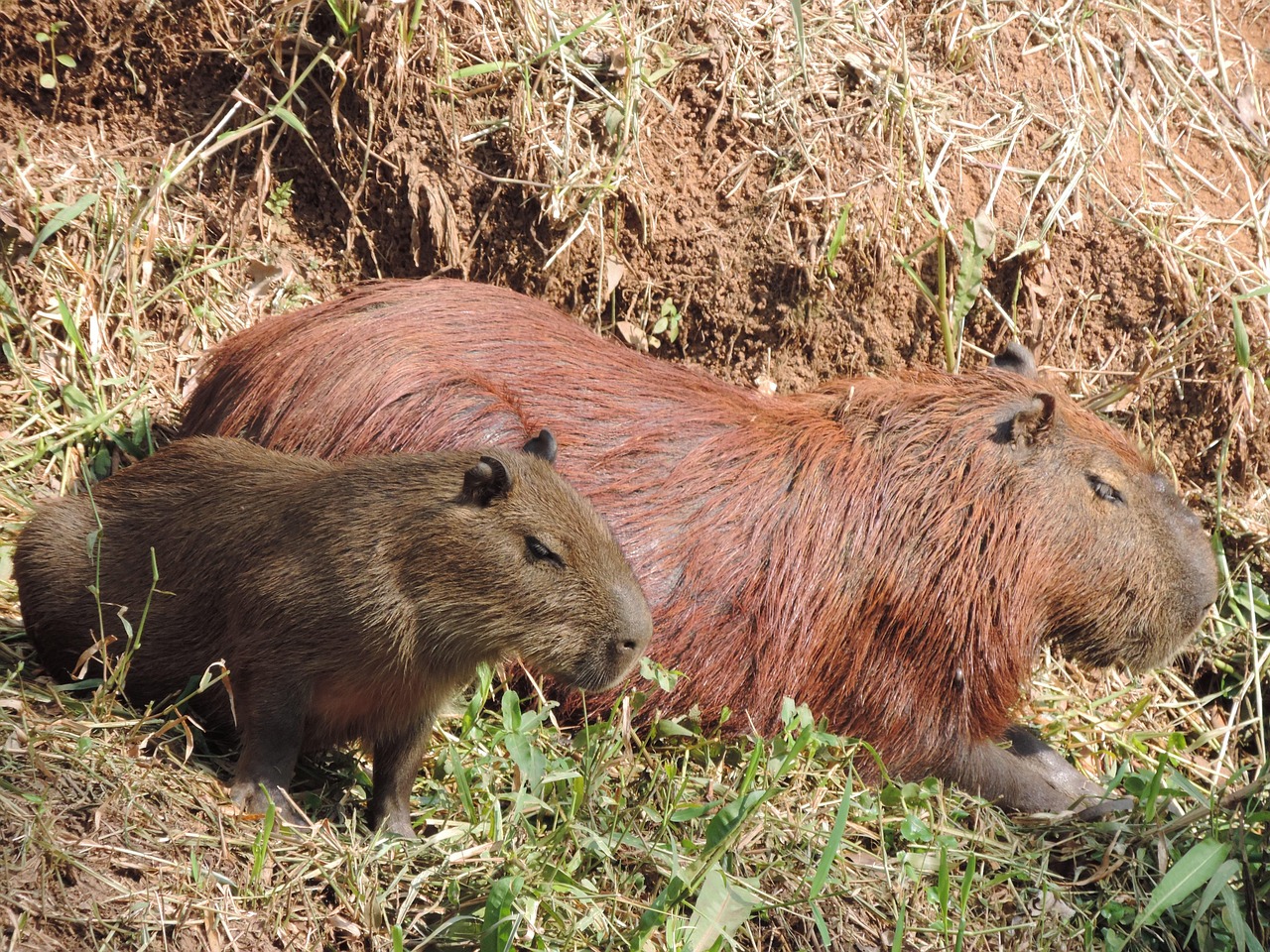 Capybara Säugetier Natur - Kostenloses Foto auf Pixabay - Pixabay