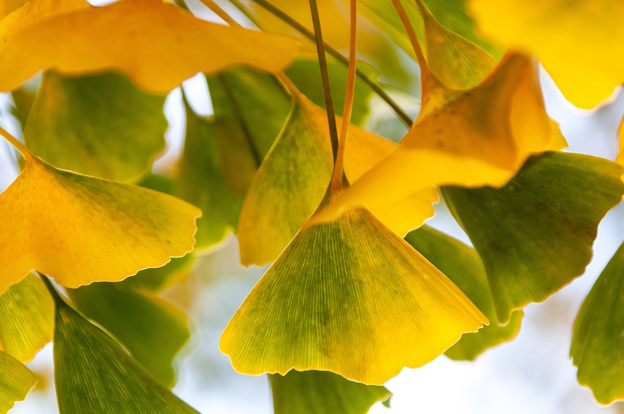 Ginkgo Leaves Tree - Free photo on Pixabay