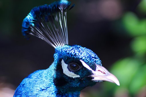 Free Bird Peacock photo and picture