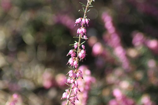 Free Flower Nature photo and picture