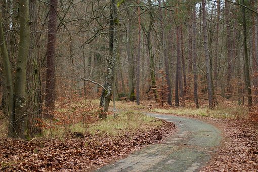 Free Trees Path photo and picture