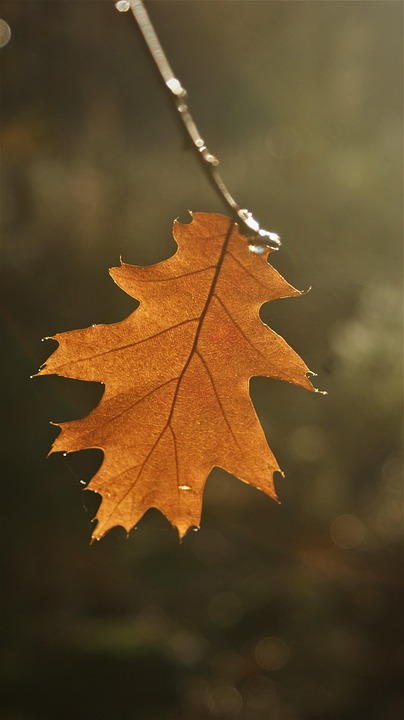 Ek Daun Ranting - Foto gratis di Pixabay