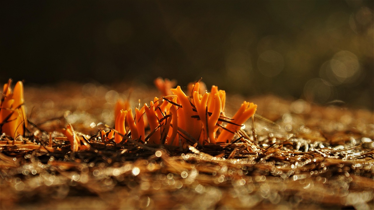 sticky coral fungus, fungi, mushrooms, sticky, coniferous wood, yellow mushroom, autumn, forest floor, mycology, france, mushroom photography, forests, winter, fungi, fungi, fungi, fungi, fungi