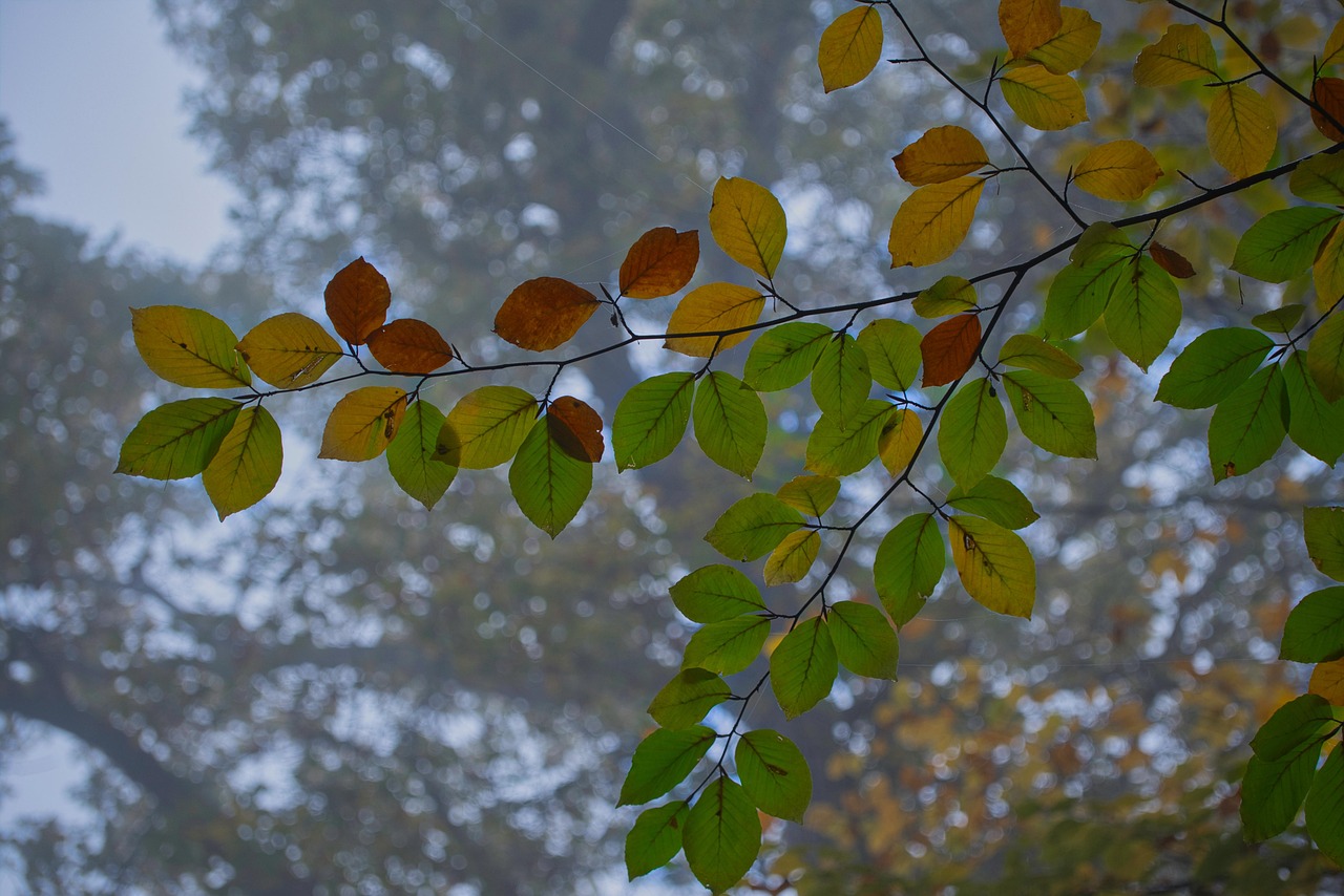 Fall Autumn Leaves Foliage - Free photo on Pixabay - Pixabay