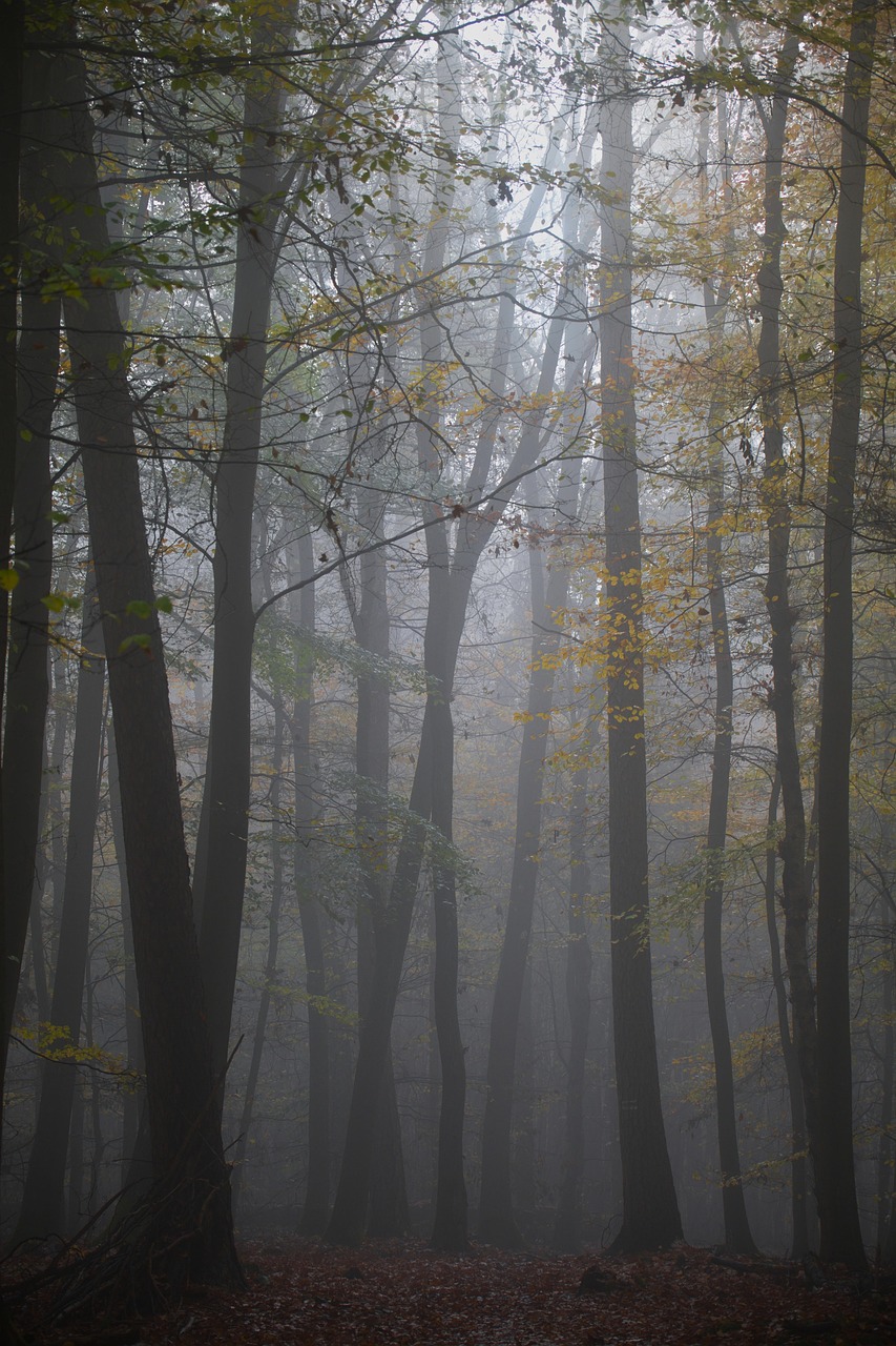 Fall Autumn Leaves Foliage - Free photo on Pixabay