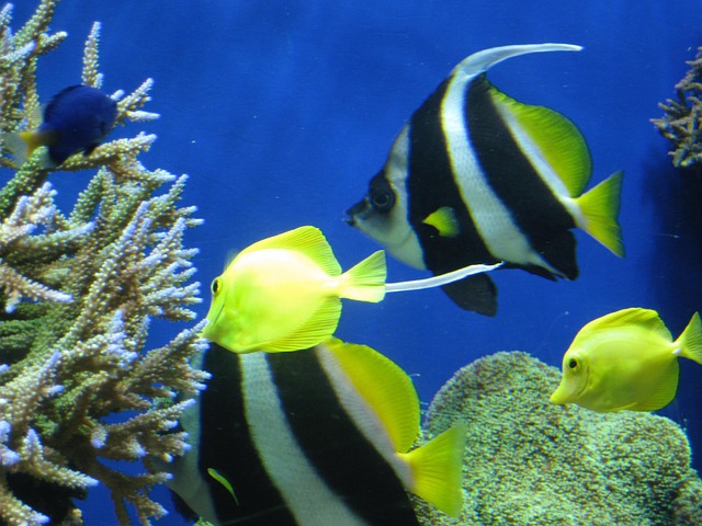 Free Underwater Ocean photo and picture