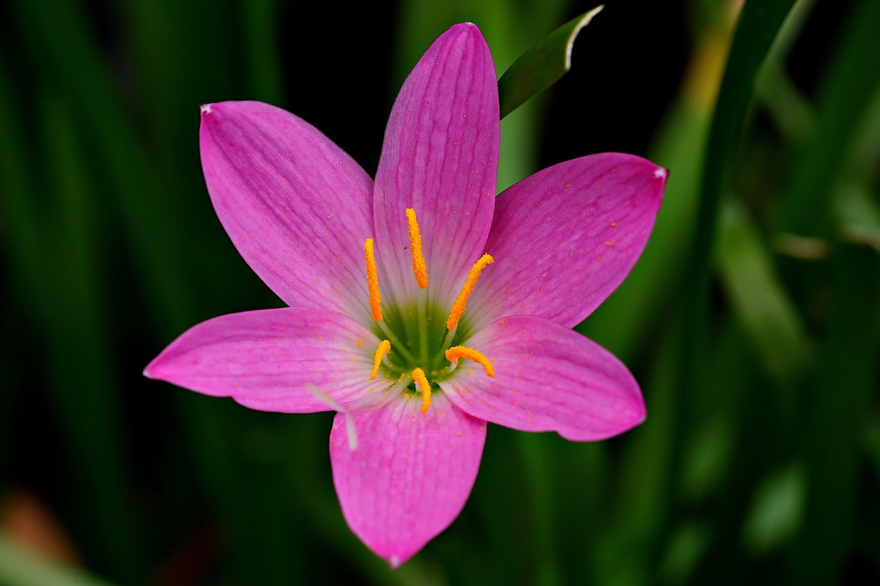 Regen Lilie Blume Pflanze Kostenloses Foto auf Pixabay Pixabay
