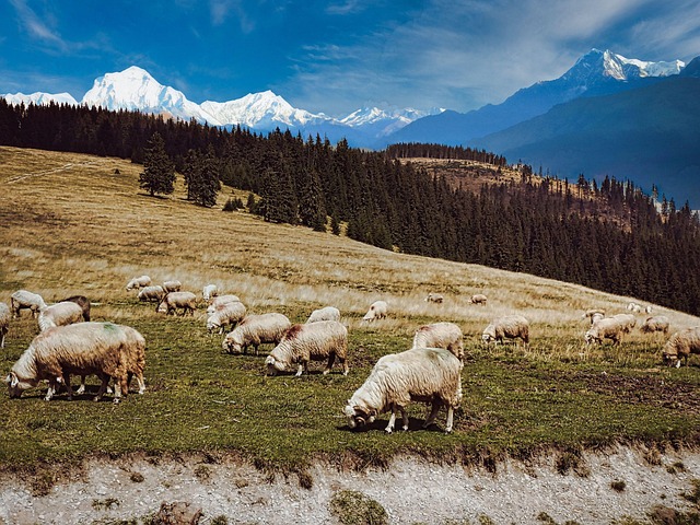 Free Sheep Herd photo and picture