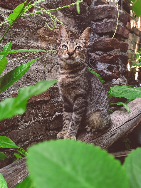 Katachtig, Kat, Dier, Natuur, Huisdier