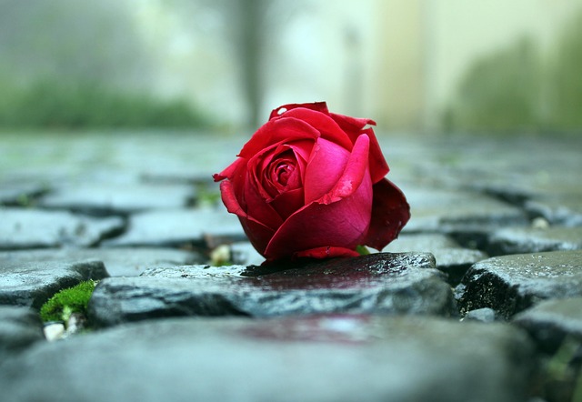 Free Flower Rose Flower photo and picture