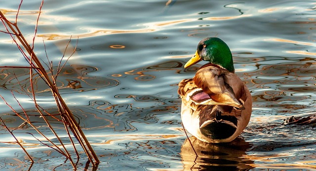 Free Bird Duck photo and picture