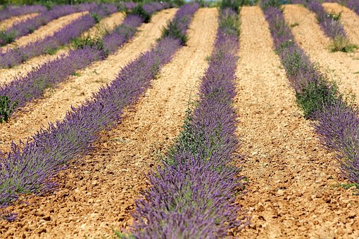 Free Lavender Flowers photo and picture