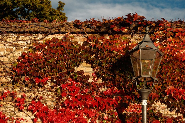 Free Fall Leaves photo and picture