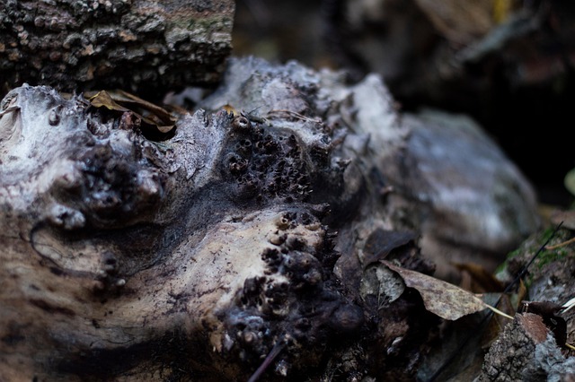 Holz, Wald, Herbst, Natur, Textur