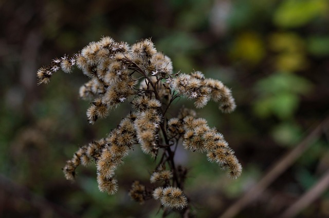 Blume, Herbst, Wald, Natur