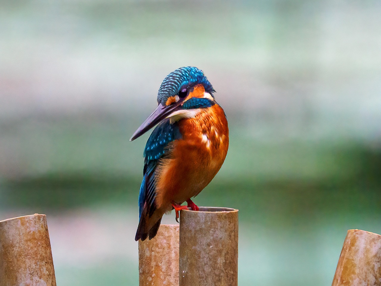 Kingfisher Bird Close Free photo on Pixabay Pixabay