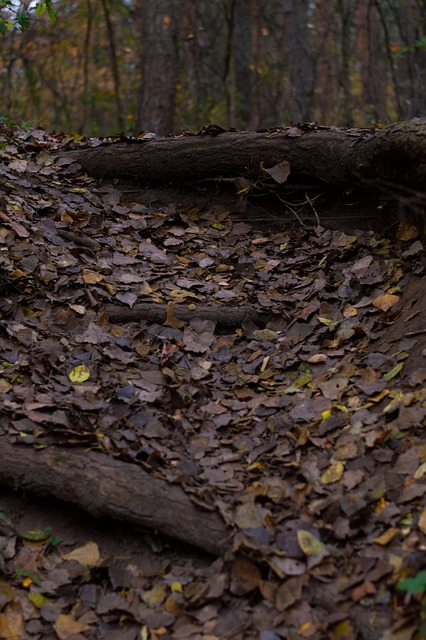 Herbst, Natur, Wald, Holz, Baum, Blätter