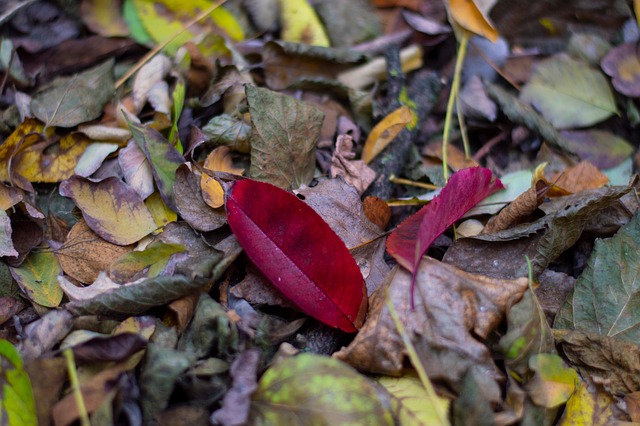 Wald, Natur, Herbst, Blätter, Rot