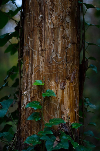 Herbst, Natur, Wald, Baum, Holz, Muster