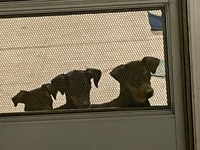 Free Dog Mini Doberman photo and picture