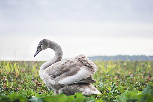 Free Bird Swan photo and picture