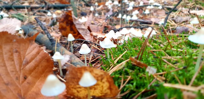 Natureza, Floresta, Cogumelos, Cogumelo
