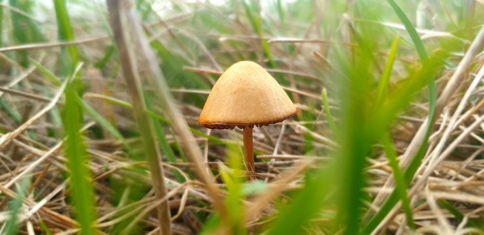 Cogumelo, Grama, Natureza, Cogumelos