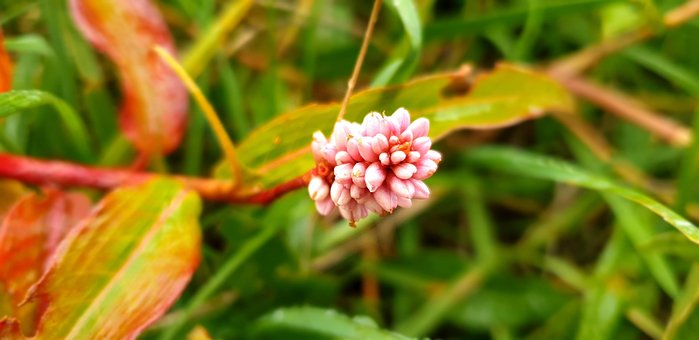 Flor, Macro, Natureza, Verde, Flores