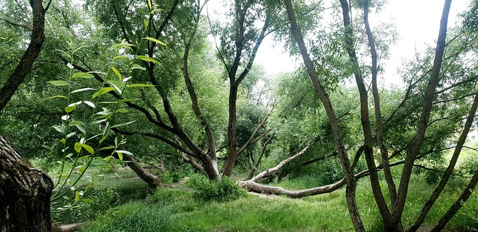 Natureza, Floresta, Pântano, Árvore