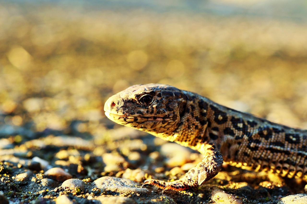 Download free HD stock image of Lizard Wall Lizard Free Lizard Wall Lizard photo and picture