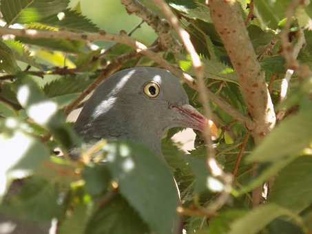 Free Pigeon Bird photo and picture