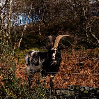Free Goat Livestock photo and picture
