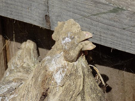 Free Rooster Stone photo and picture