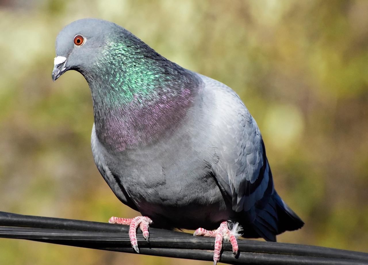 鳥 鳩 座る - Pixabayの無料写真