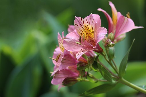 Free Peruvian Lily Flowers photo and picture