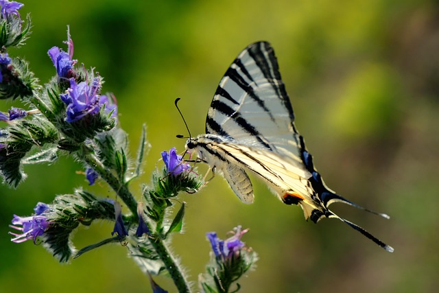 Vlinder, Insect, Bloemen, Plantaardige