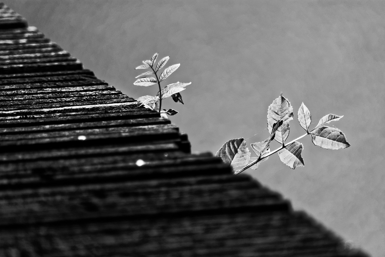 Plant Focus Jetty - Free photo on Pixabay - Pixabay