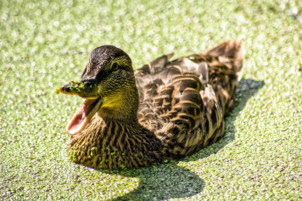 Duck Duckweed Sunlight Free photo on Pixabay