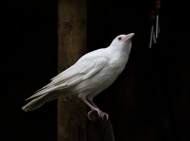 Free White Jackdaw Albino photo and picture