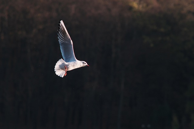 Free Bird Wings photo and picture