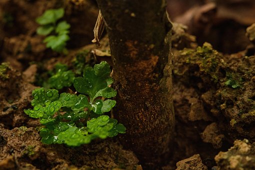 Blätter, Tau, Baum, Natur, Makro, Wald