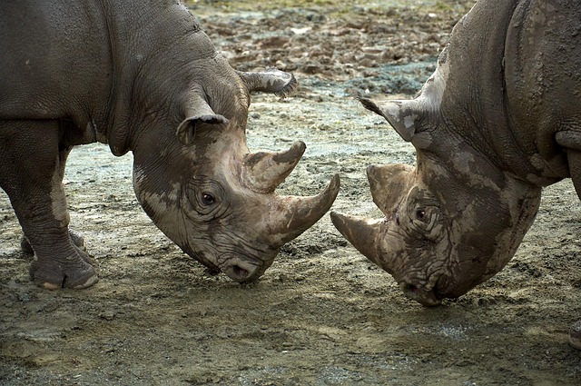Free Rhinoceros Court Of Kings photo and picture