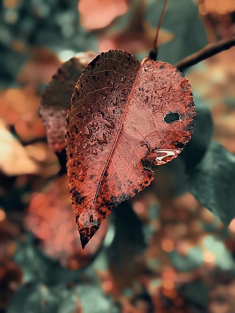 Free Droplet Leaf photo and picture